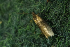 Sciota fumella