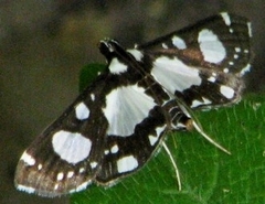 Glyphodes conjunctalis