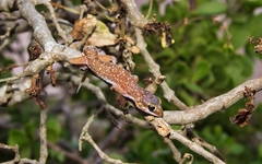 Pachydactylus austeni