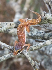 Pachydactylus austeni