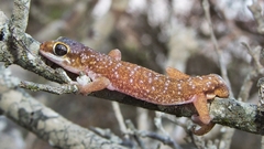 Pachydactylus austeni