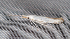 Coleophora albidella