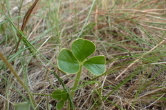 Oxalis truncatula