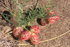 Astragalus ceramicus
