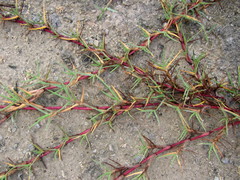 Paspalum vaginatum