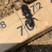photo of Big-headed Ground Beetle (Scarites subterraneus)