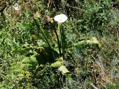 Zantedeschia aethiopica