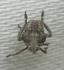 Orgerius