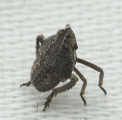 Orgerius