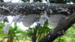 Poekilloptera phalaenoides