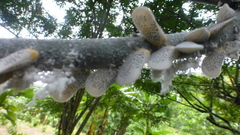 Poekilloptera phalaenoides
