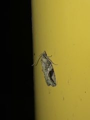 Proteoteras crescentana