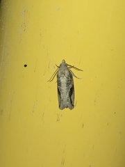 Proteoteras crescentana