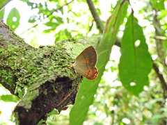 Euselasia ignitus