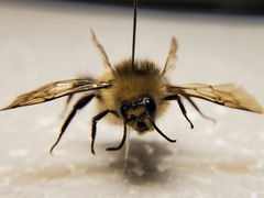 Bombus flavifrons