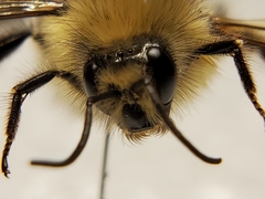 Bombus flavifrons