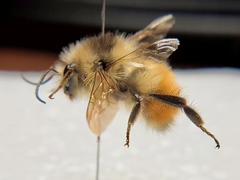 Bombus flavifrons