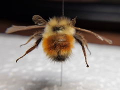Bombus flavifrons