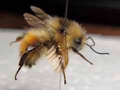 Bombus flavifrons