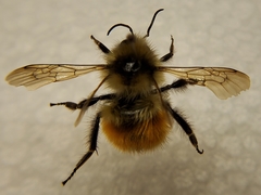 Bombus flavifrons