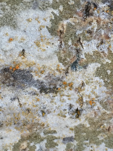 Athallia image