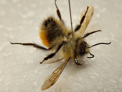 Bombus flavifrons