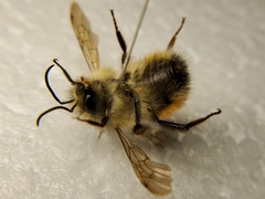 Bombus flavifrons