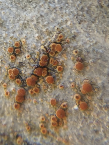 Athallia holocarpa image