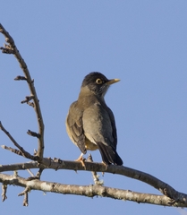 Turdus falcklandii magellanicus