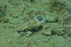 Pseudovertagus aluco