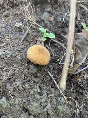 Basidiomycota