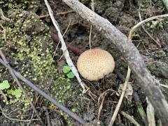 Basidiomycota