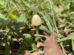 Basidiomycota