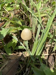 Basidiomycota