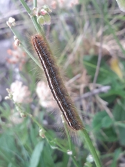 Malacosoma alpicolum