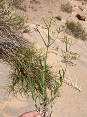 Eriogonum smithii