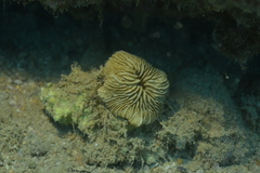 Cantharellus noumeae