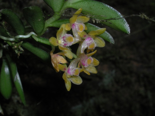 Gastrochilus raraensis