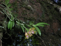 Gastrochilus raraensis