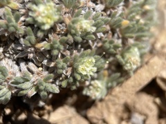 Eriogonum tumulosum
