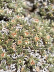 Eriogonum tumulosum
