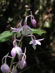 Calanthe aristulifera