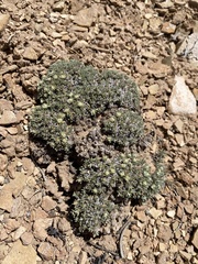 Eriogonum tumulosum