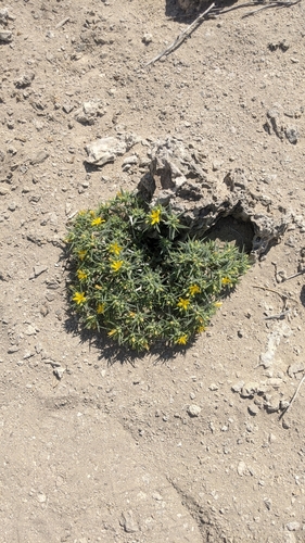 Image of Mentzelia torreyi by (c) My-Lan Le, some rights reserved (CC BY)