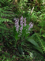 Calanthe aristulifera