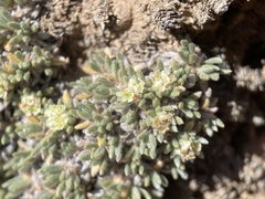 Eriogonum tumulosum