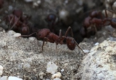 Pogonomyrmex occidentalis
