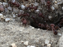 Pogonomyrmex occidentalis
