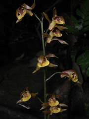 Tainia dunnii