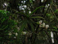 Thrixspermum formosanum